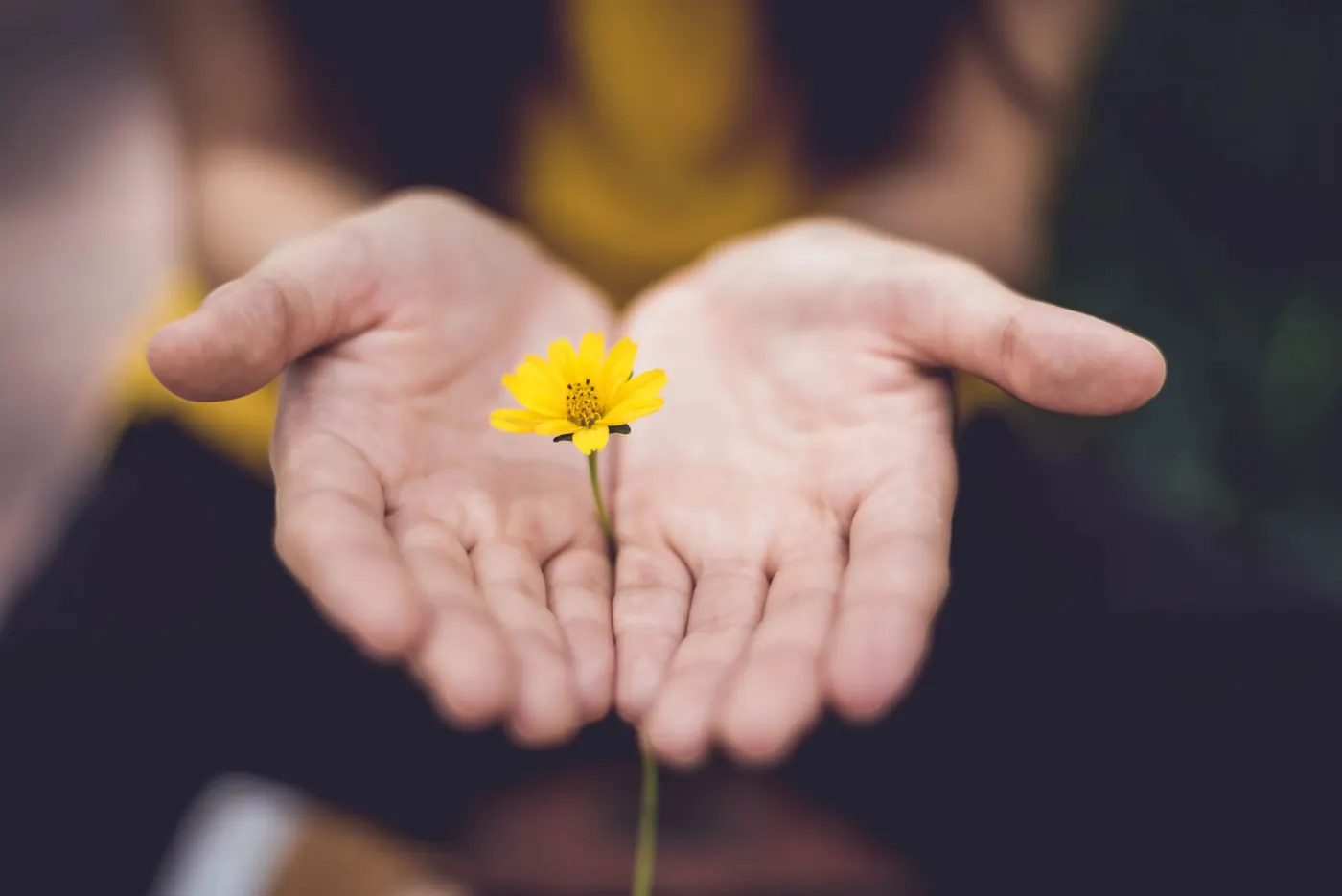 Geöffnete Hände halten eine gelbe Blume